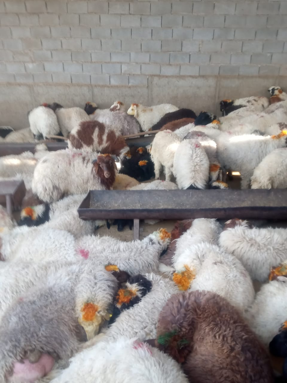 کشف محموله بزرگ دام به ظن قاچاق در شیراز