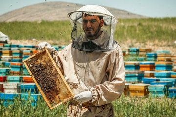 ایران در رتبه سوم تولید عسل جهان/ابهام در تلف شدن زنبورها